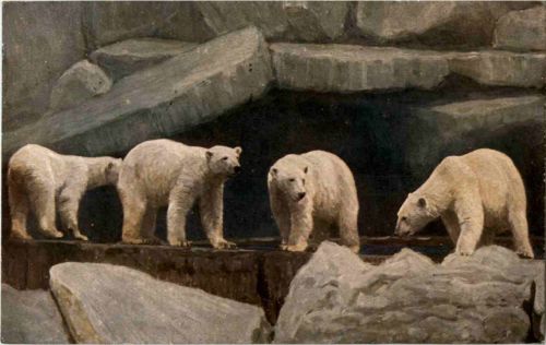 Hamburg - Eisbären - Polarbear