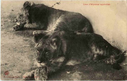 Lions d Abyssinie apprivoises
