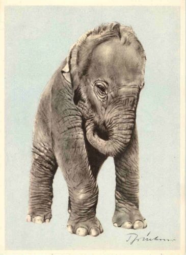 Elefant