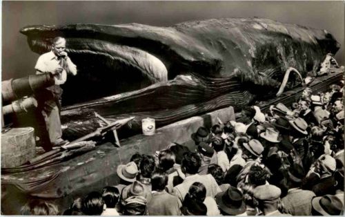 Greetings from Jonah the Giant Whale