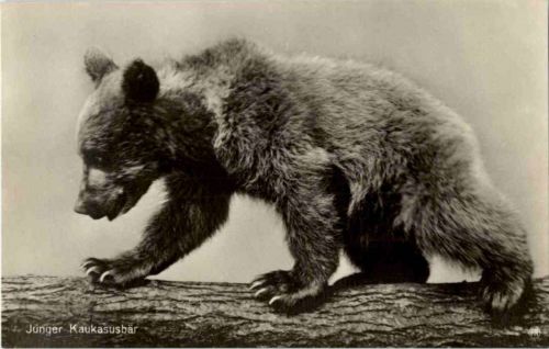Junger Kaukasusbär