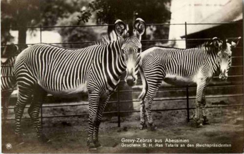 Grevy Zebras