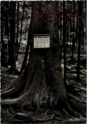 Hohegeiss - Dicke Tanne