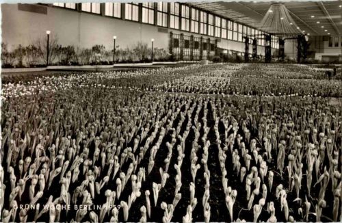 Berlin - Grüne Woche 1959