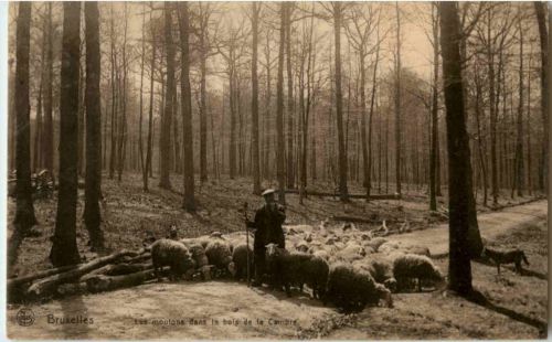 Bruxelles - Les moutons dans le bois de la cambre