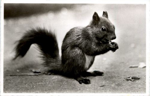 Eichhörnchen - Davos