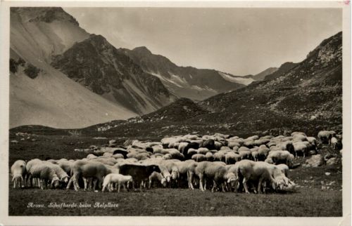 Arosa- Schafe