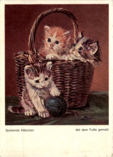 Cat - Katzen