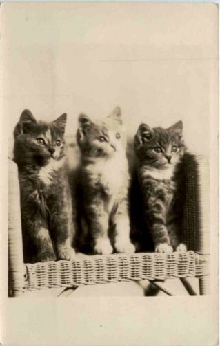 Cats