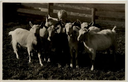 Ziegen - Goat