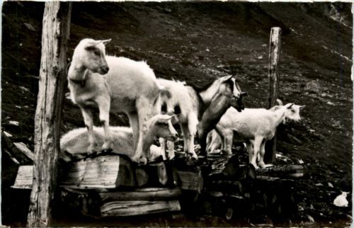 Ziegen - Goat