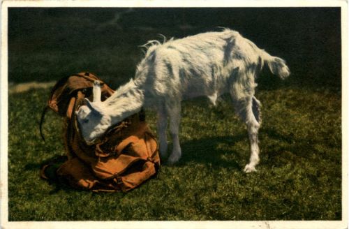 Ziegen - Goat