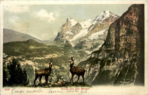 Gruss aus den Bergen - Gemsen