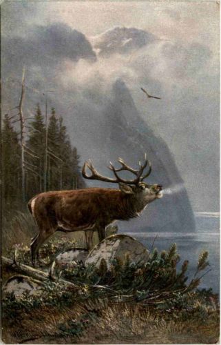Hirsch