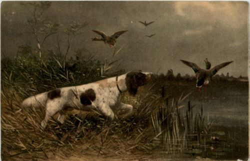 Dog