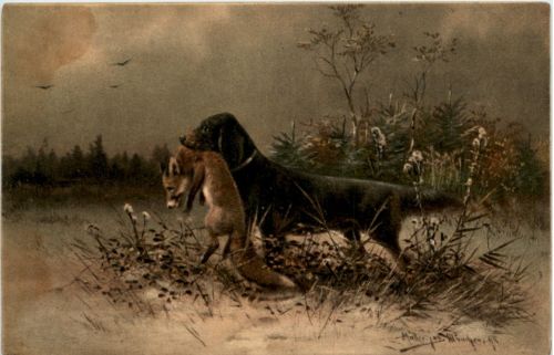 Dog Fox - Jagd