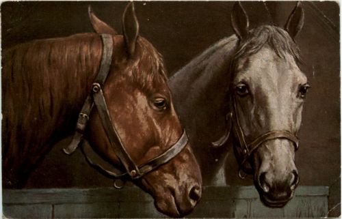 Pferd Horse