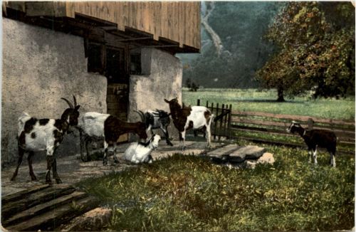Ziegen Goat