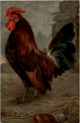 Hahn - Chicken