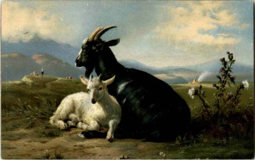 Ziegen - Goat