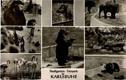 Karlsruhe - Tierpark - Bären