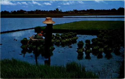 Thai Farmer