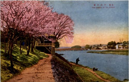 Kyoto - Cherry of Uji