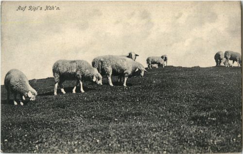 Rigi - Schafe