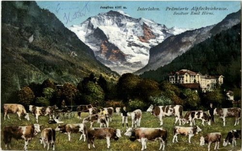 Interlaken - Kühe