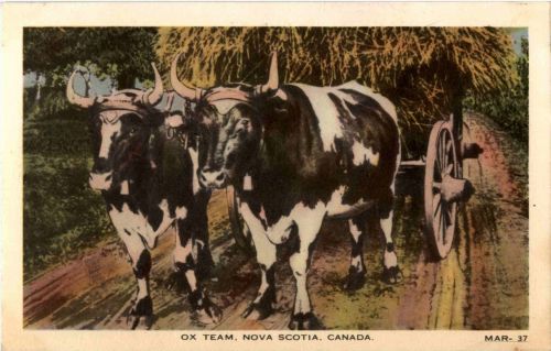 Nova Scotia - Ox team
