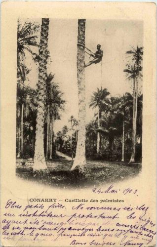 Conakry - Cueillette des palmistes