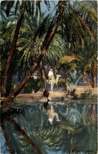 Dans l oasis