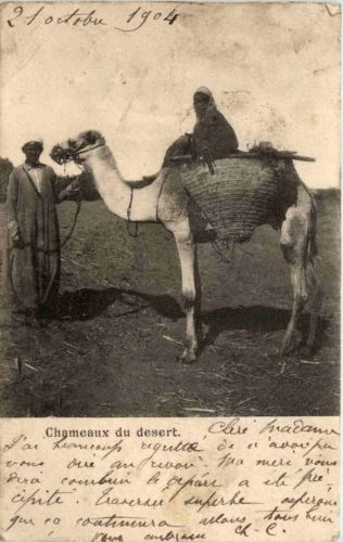 Camel - Chameaux du desert