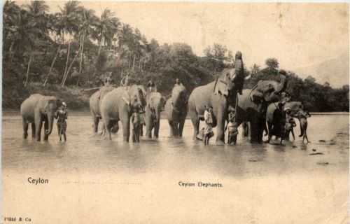 Ceylon Elephants