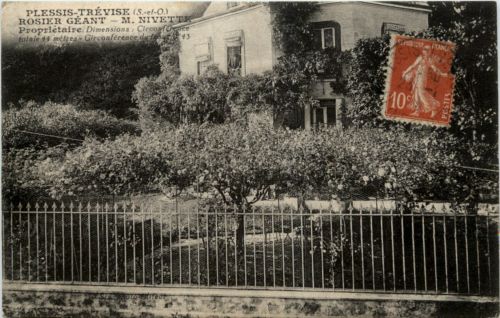 Le Plessis Trevise - Rosier Geant