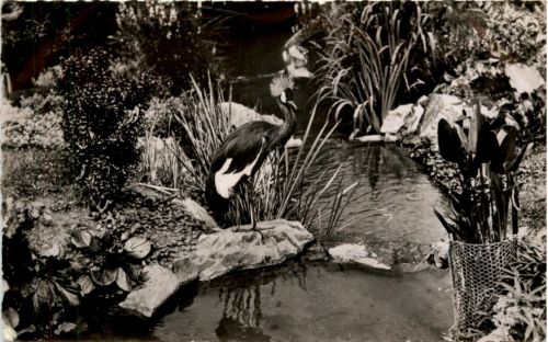 Vichy - Un Coin du Parc des Cygnes
