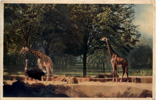 Paris - Parc Zoologique - Les Girafes