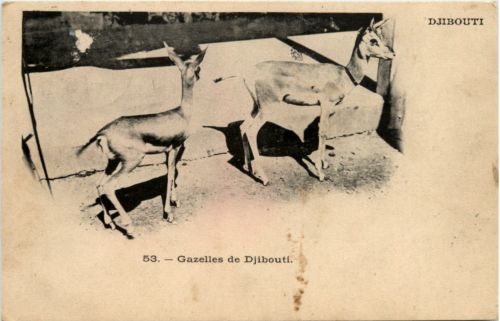 Gazelles de Djibouti