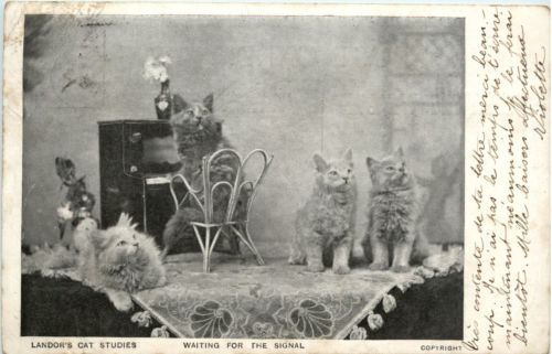 Katzen Cats