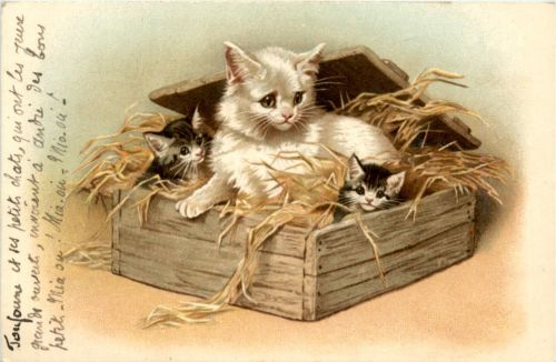 Katzen Cats