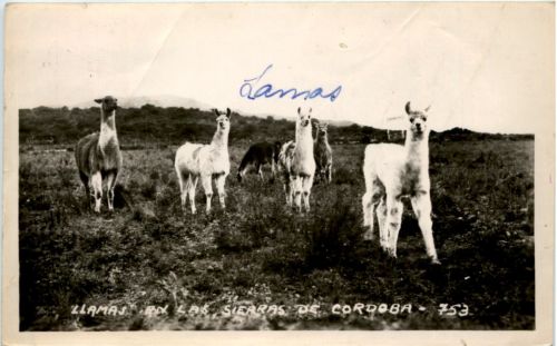 Llamas - Sierras de Cordoba