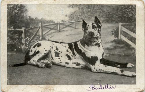 Dog