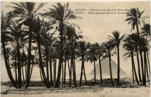 Palm trees and the three Pyramids