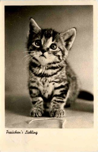Katze Cat