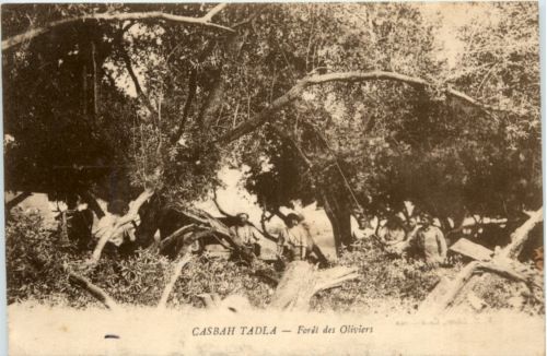 Casbah Tadla - Foret des Oliviers
