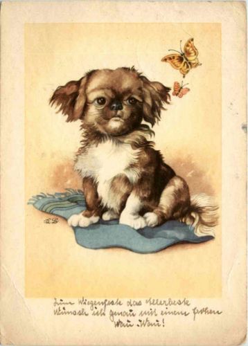 Dog