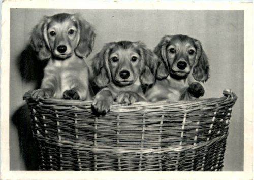 Hunde Dogs