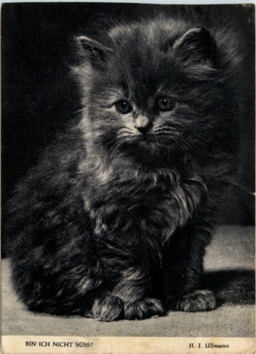 Katze
