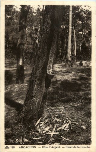 Arcachon - Foret de la Conche