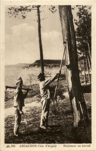 Arcachon - Resineurs au travail